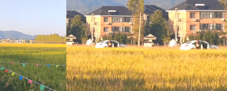 麦田里的爱情故事路人拍照不慎拍到情侣野战金色麦田好意境